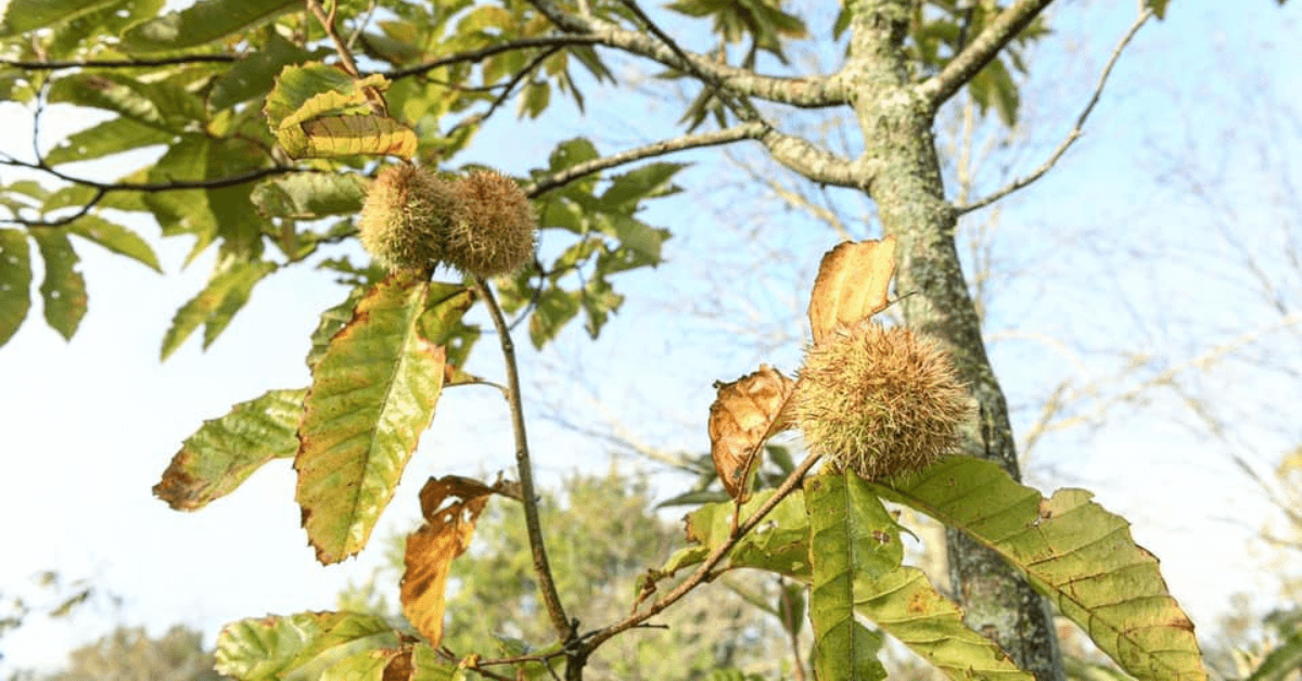 Featured Image for Fruit and Nut Trees Offer Deer a Steady, Nearly Year-Round Source of Food